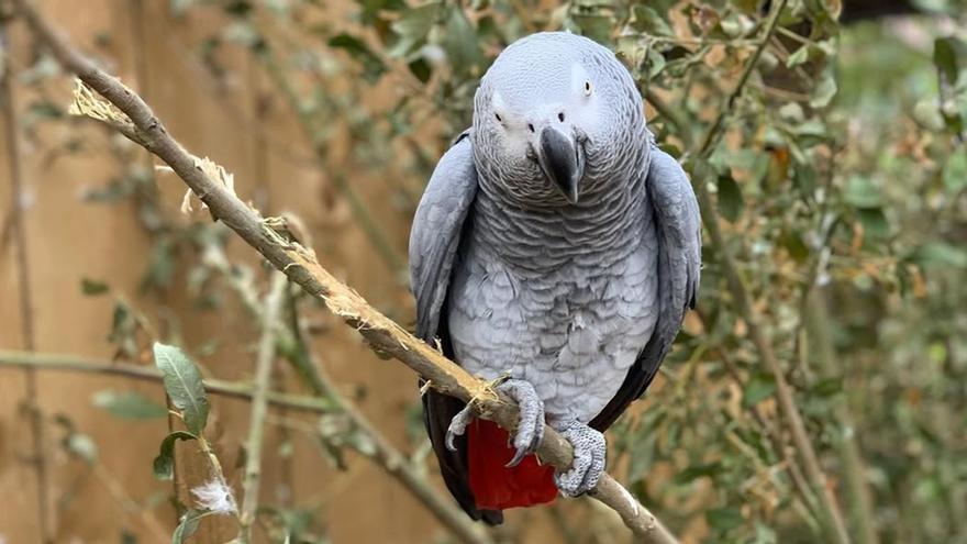 Tienen que separar a cinco loros de un zoo porque no dejan de insultar a los visitantes