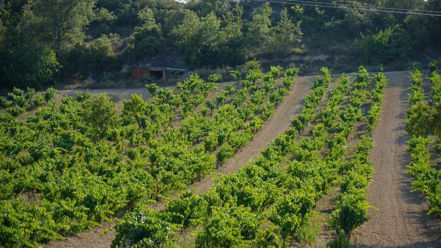 El Gobierno Vasco activa 13 millones de euros de la PAC para reforzar la liquidez de las explotaciones ganaderas y agrarias
