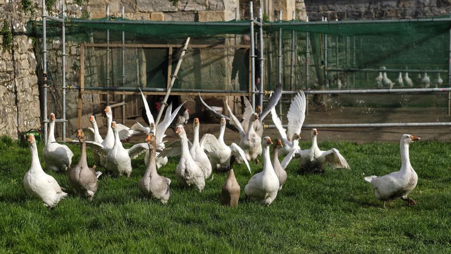Desconfinamiento de las aves de La Taconera