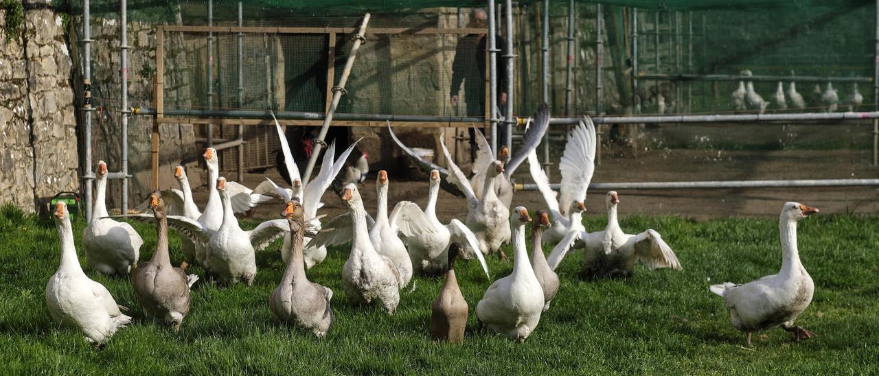 Desconfinamiento de las aves de La Taconera