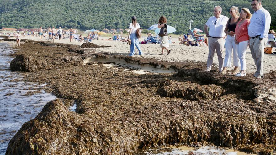 Retiran 200 toneladas de algas invasoras de las playas de Noja, en Cantabria