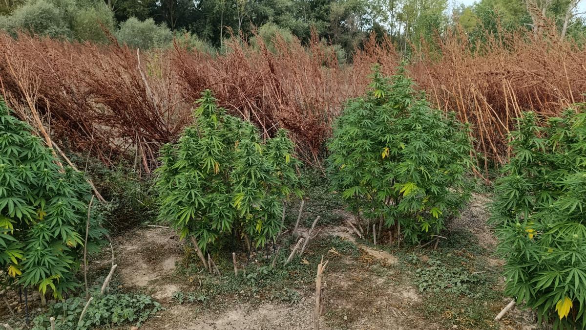 Imagen de la plantación de Castejón.