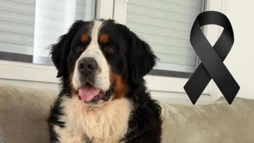 Hallan sin vida en Granada a Cairo, el perro cuyo dueño denunció extorsiones