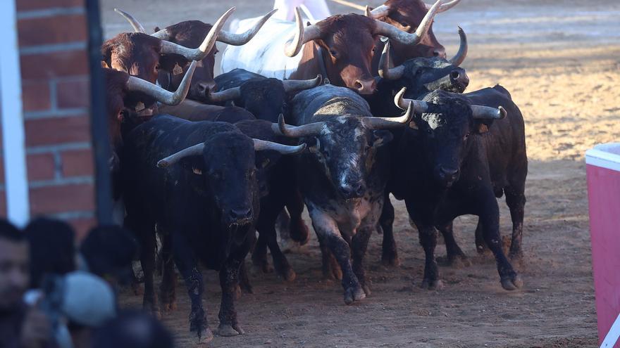 Fotos del segundo encierro de fiestas de Sangüesa 2026
