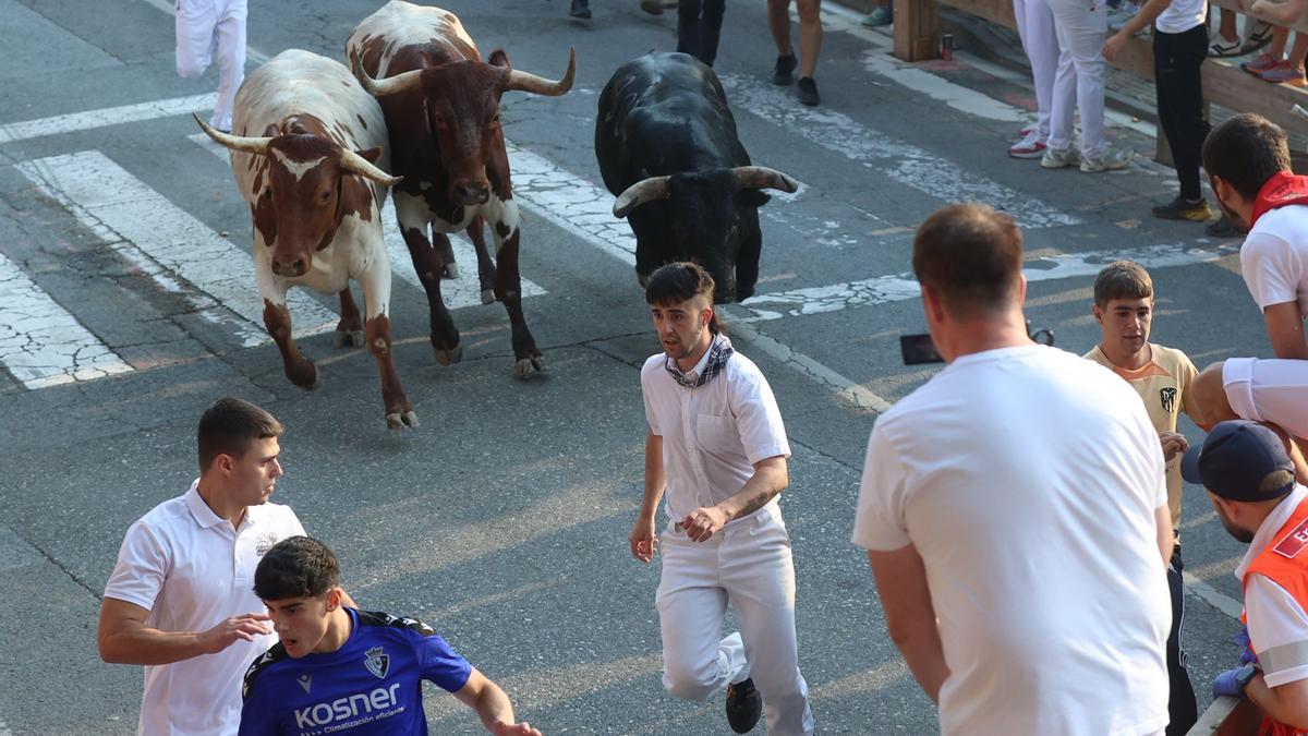 Uno de los toros de Palha, acompañado por los cabestros, se fija en los mozos.