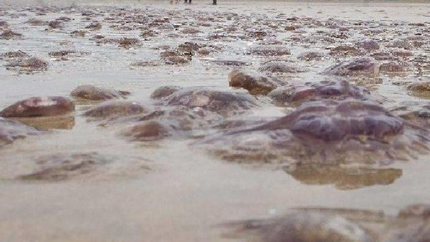 Alerta por medusas en cinco playas de Bizkaia
