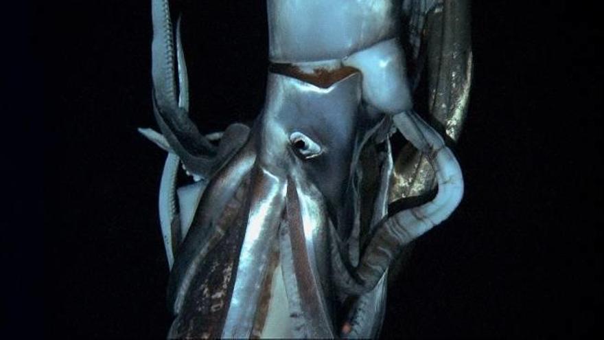 Captan las primeras imágenes de un calamar gigante en el fondo marino
