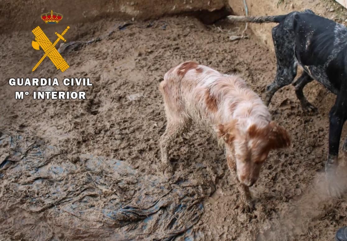 Maltrato animal en Nafarroa: un perro muerto y otros 23 en condiciones deplorables