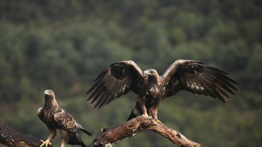 ‘Las reinas de Álava’ se exponen en Ataria