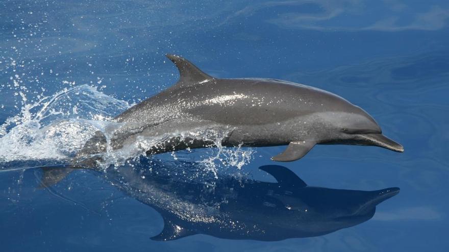 El terrible hallazgo en el estómago de un delfín varado en Tenerife