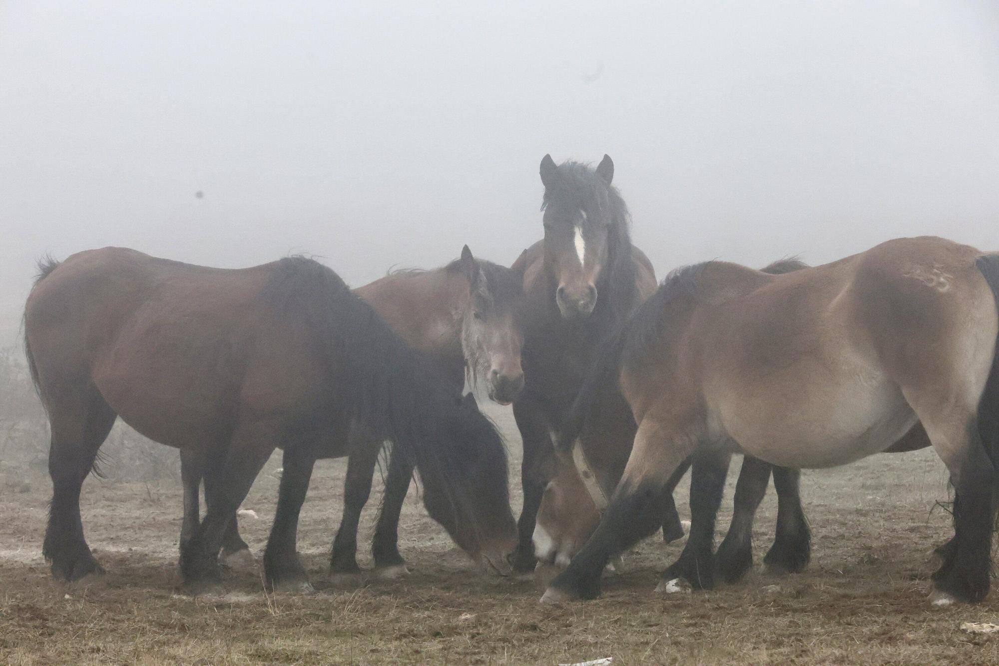 Reportaje a Raúl Rituerto, presidente de la Asociación alavesa de criadores de equino