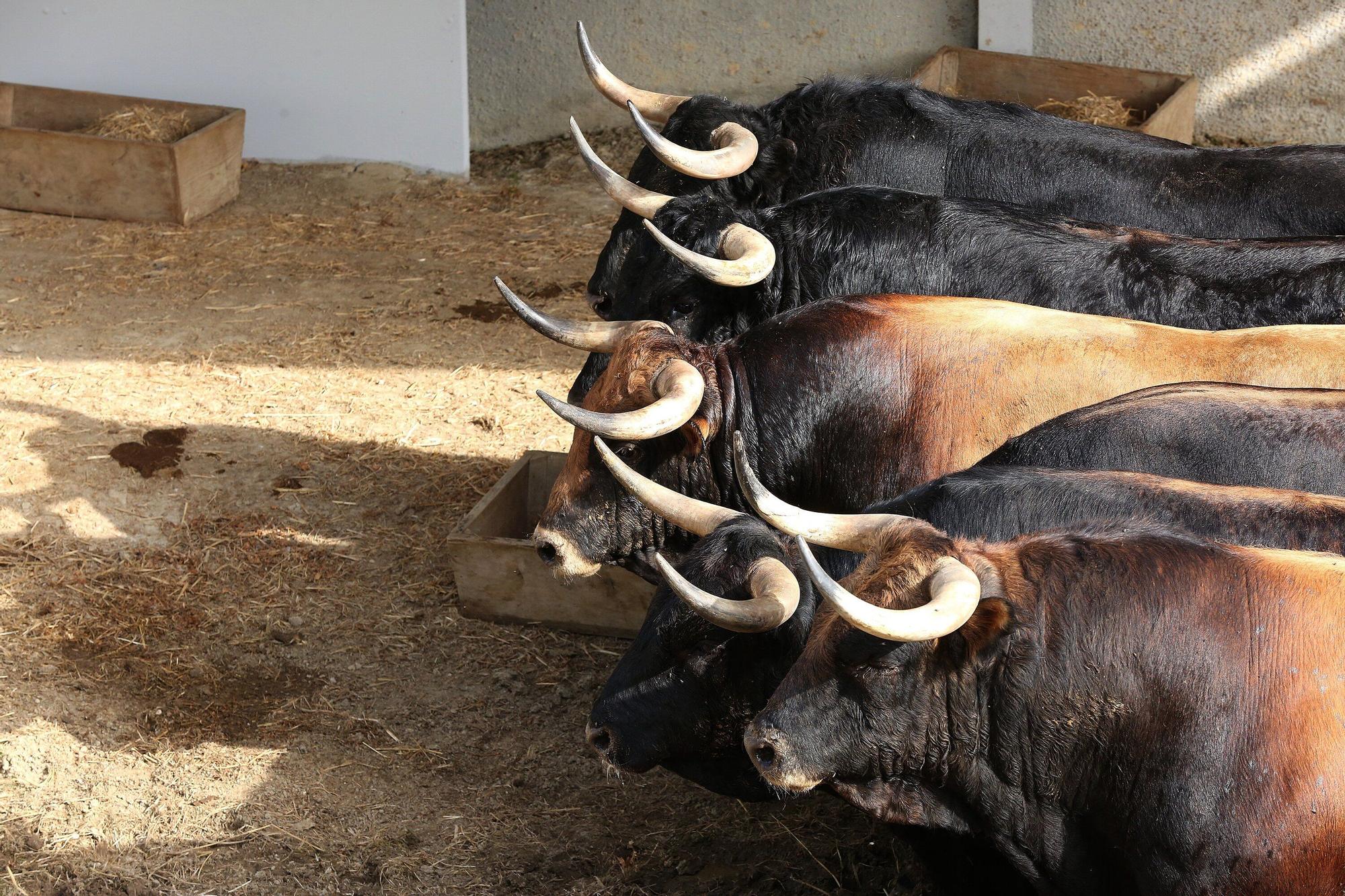 Toros de La Palmosilla de Tarifa para el Encierro del día 7