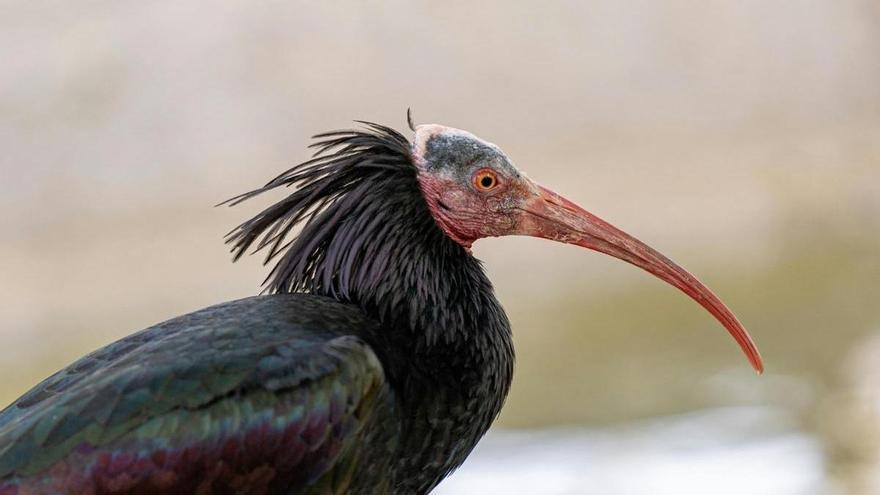 Un año de cárcel y 20.000 euros de multa por matar a una de las aves más amenazadas del mundo