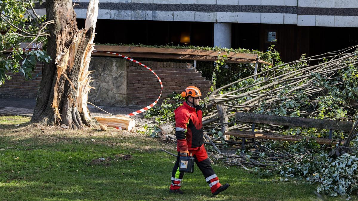 Los operarios retiran un árbol caído en la zona de Las Arenas