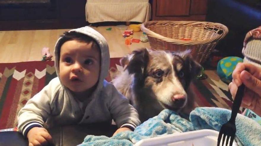 Un perro aprende a decir &quot;mamá&quot; antes que el bebé