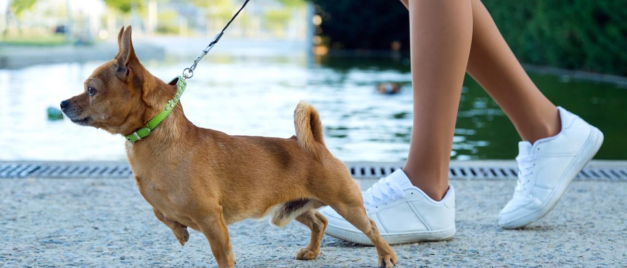 Bienestar animal y derechos de los humanos