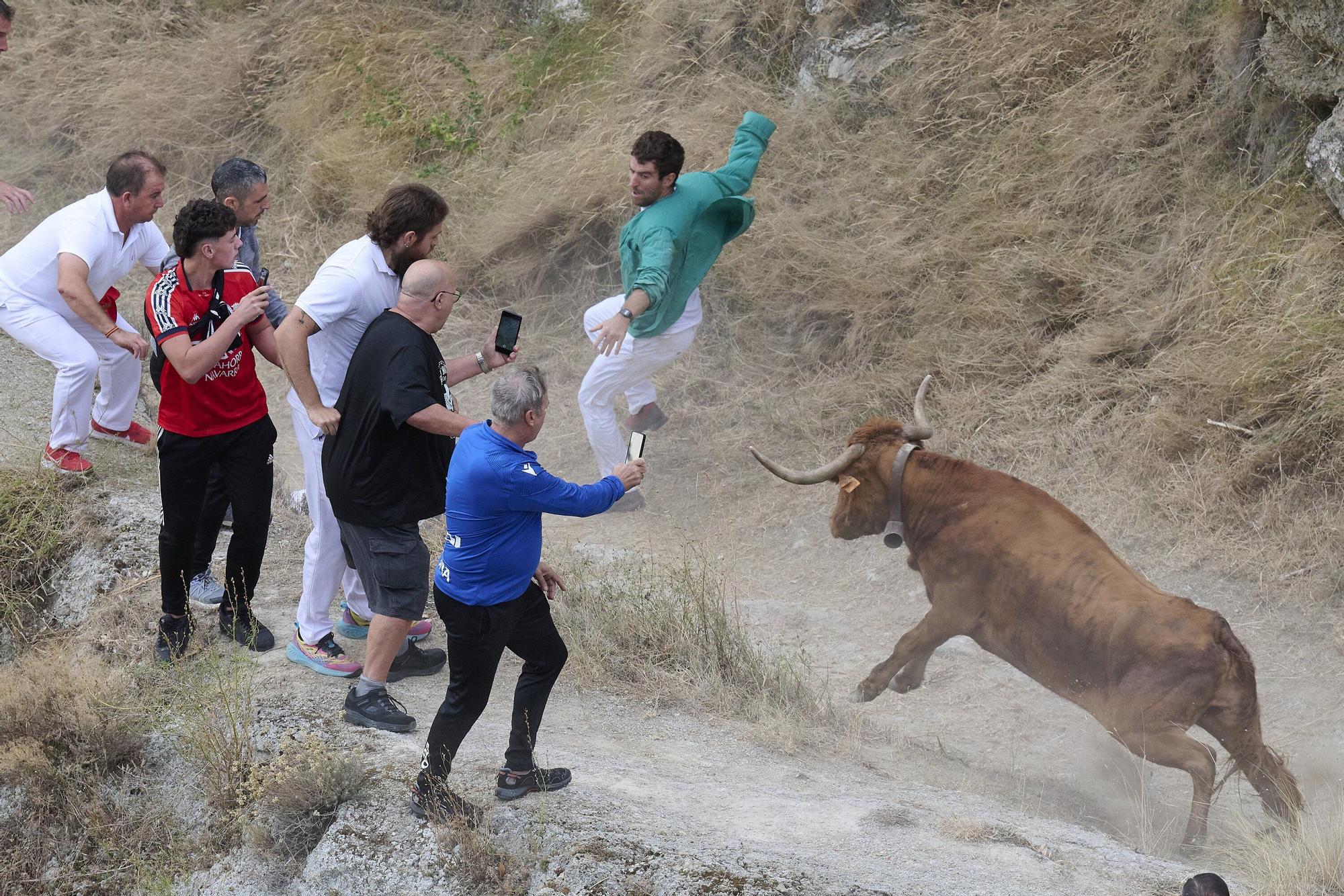 Fotos del sexto encierro del Pilón de Falces 2025, con vacas de Hípica Zahorí