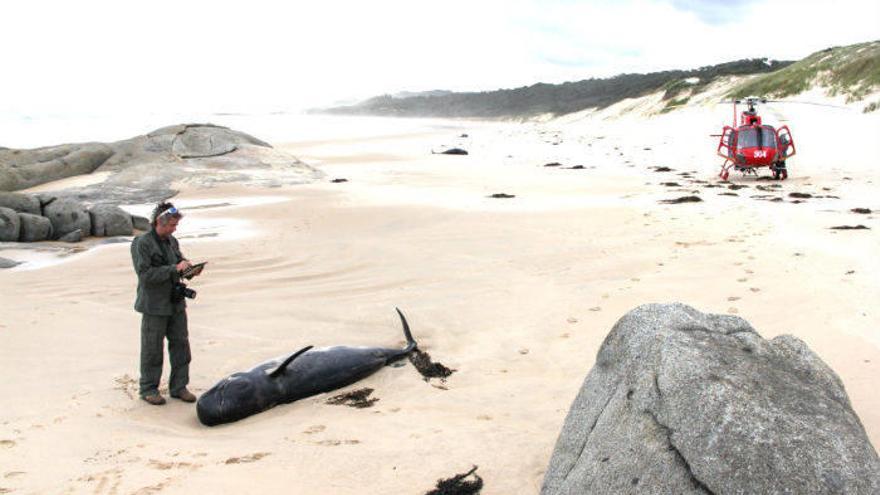 Una treintena de ballenas muere tras quedarse varadas en el sur de Australia