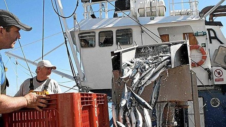 Arrantzales descargan verdel de un barco ayer en la lonja de Hondarribia.