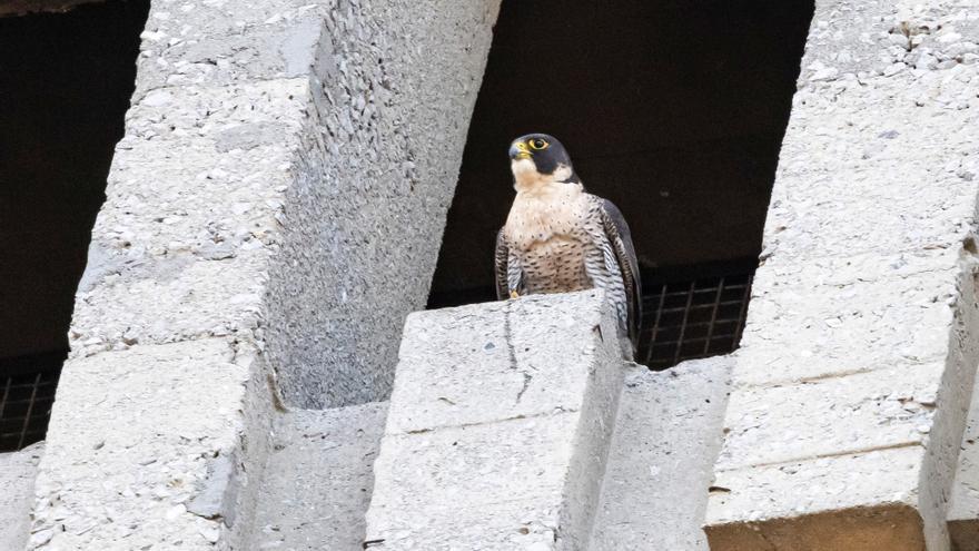 Una pareja de halcones anida en Getxo y su reproducción podrá verse en directo