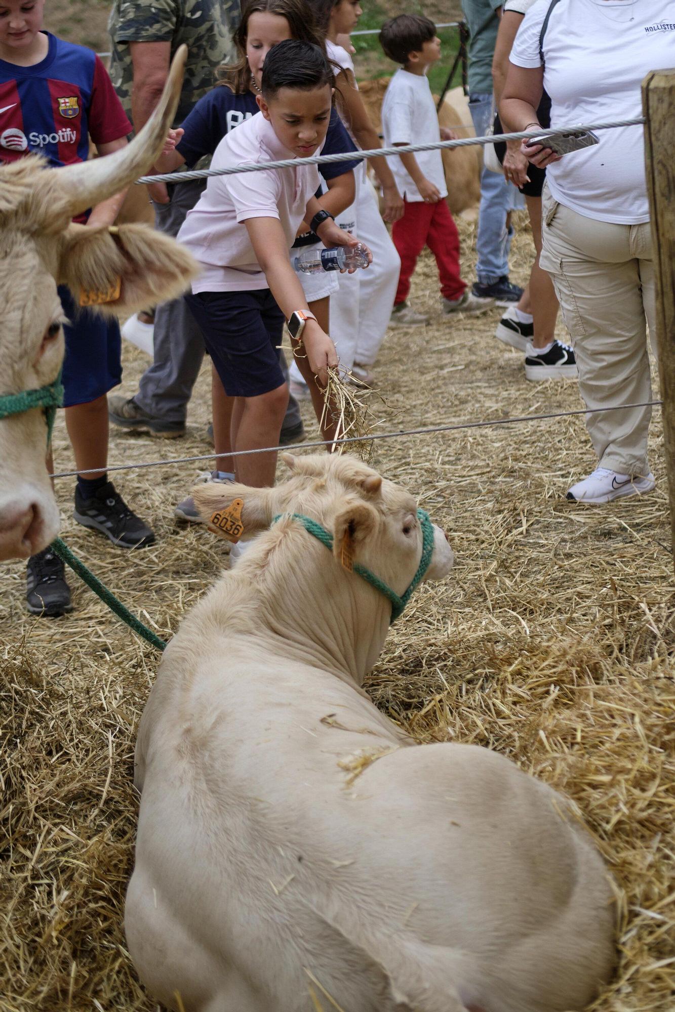 Fotos de la feria de ganado autóctono este sábado en Pamplona