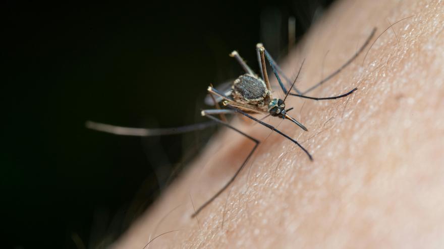 La ciencia detrás de ser un imán de picaduras
