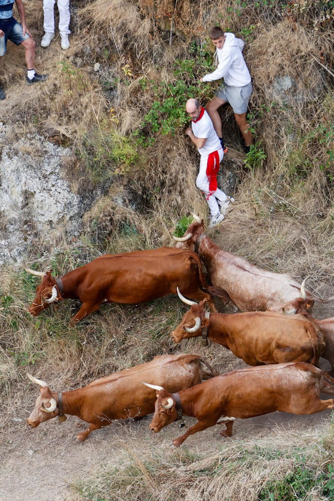 Fotos del quinto encierro del Pilón de Falces 2025 con vacas de Eulogio Mateo