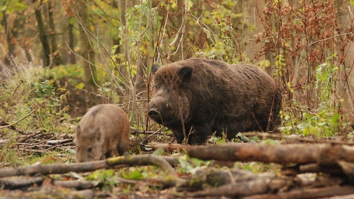 Dos jabalíes, cuya población no ha dejado de aumentar en los últimos años, atravesando una zona boscosa en busca de comida.