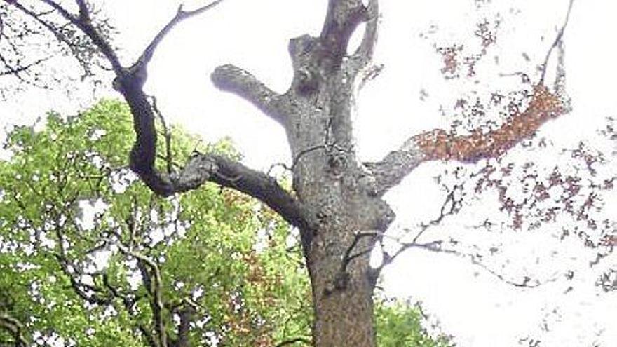 Árbol seco en Cristina Enea. Foto: N.G. Árbol seco en Cristina Enea. Foto: N.G.