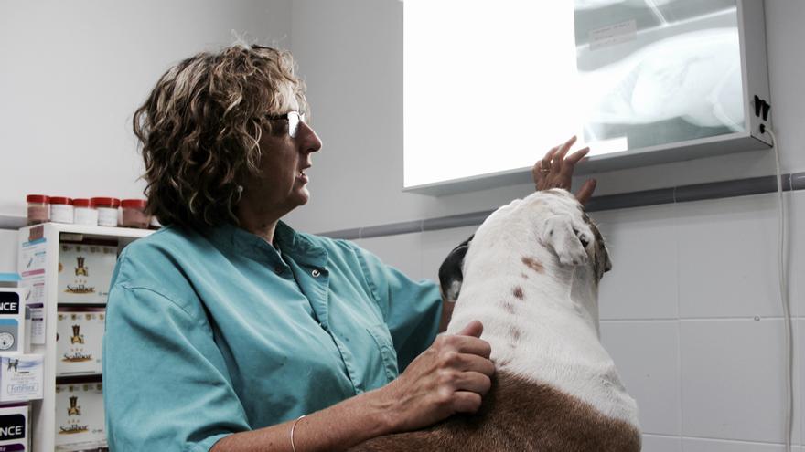 El Supremo ratifica la obligación de la inclusión "inmediata" de los veterinarios en puestos técnicos transversales