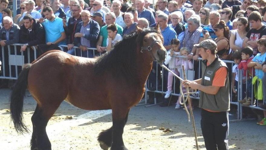 El domingo será el concurso de caballar, con 66 ejemplares inscritos.