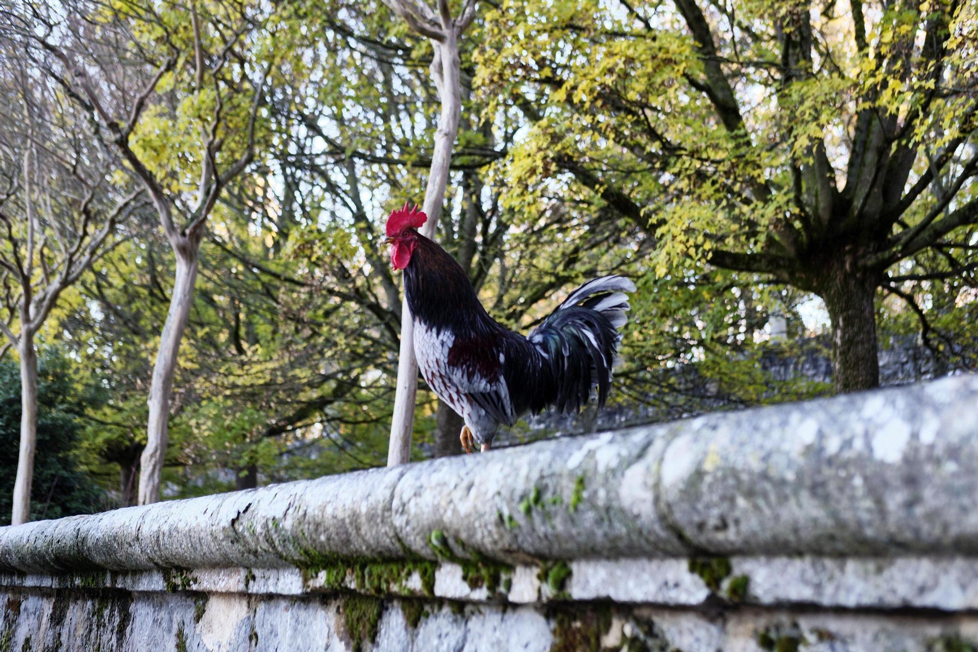 Las medidas contra la gripe aviar en la Taconera de Pamplona