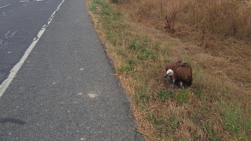 Rescatan a un buitre en Laguardia que estaba en la carretera