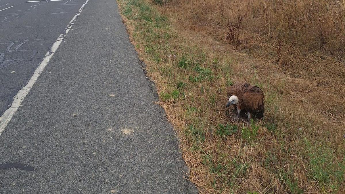 Rescatan a un buitre en Laguardia que estaba en la carretera