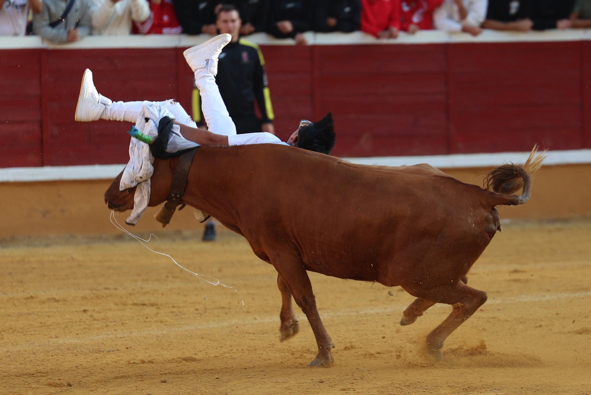Suelta de vaquillas tras el tercer encierro de Tudela