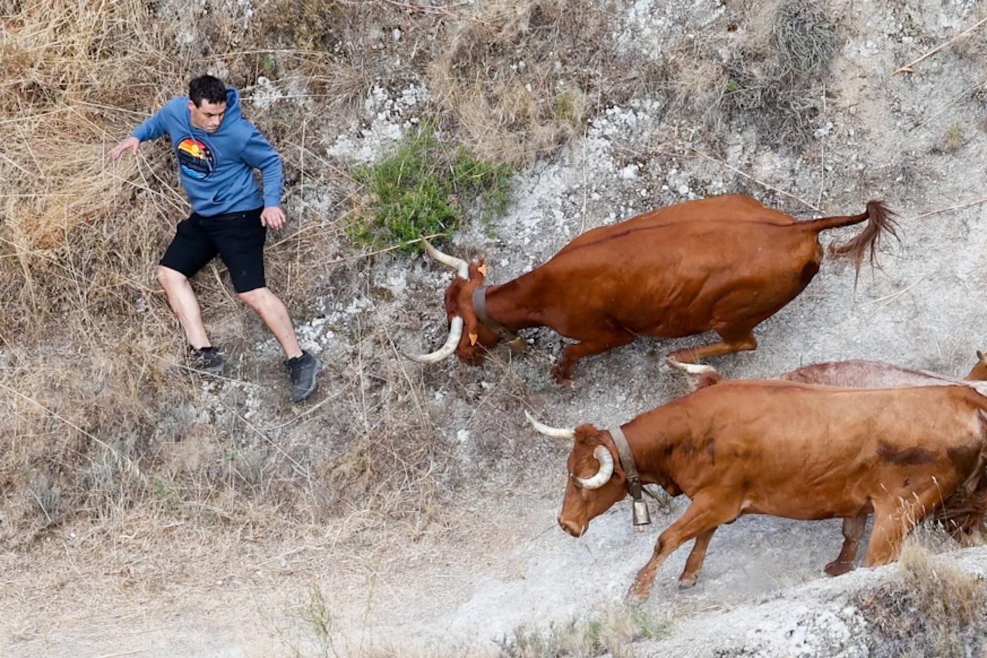 Fotos del quinto encierro del Pilón de Falces 2025 con vacas de Eulogio Mateo