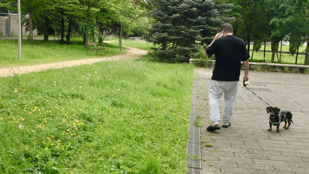 Zonas verdes sin segar en pro de la polinización y de la cría de pájaros en Vitoria-Gasteiz