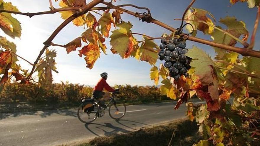 De vendimia por La Rioja Alavesa