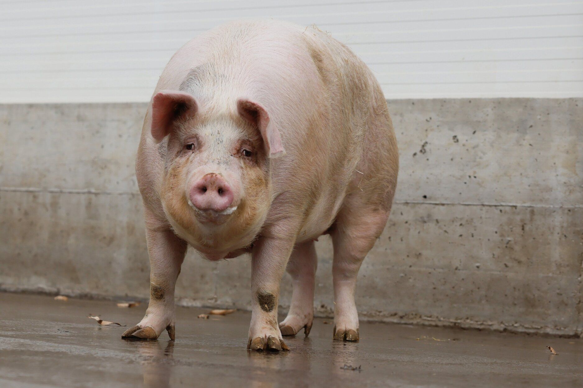 Poxpolin, la cerda de Santo Tomas 2025