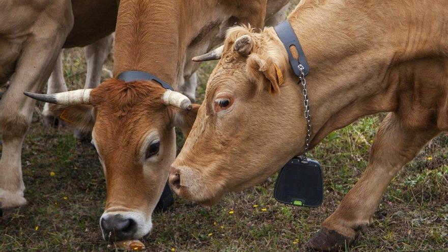 Unas vacas ajenas a esta historia.