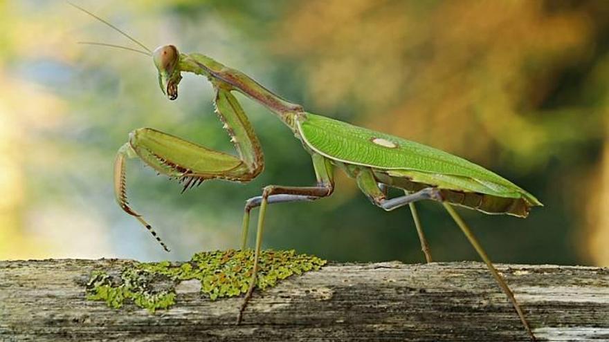 Una mantis religiosa