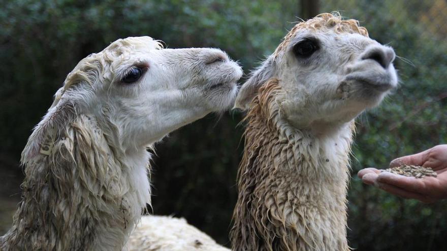 Más que vacas, ovejas y gallinas en el baserri