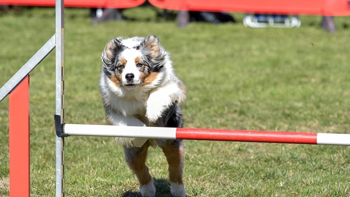 ‘Haika’; pastora austaliana de seis años