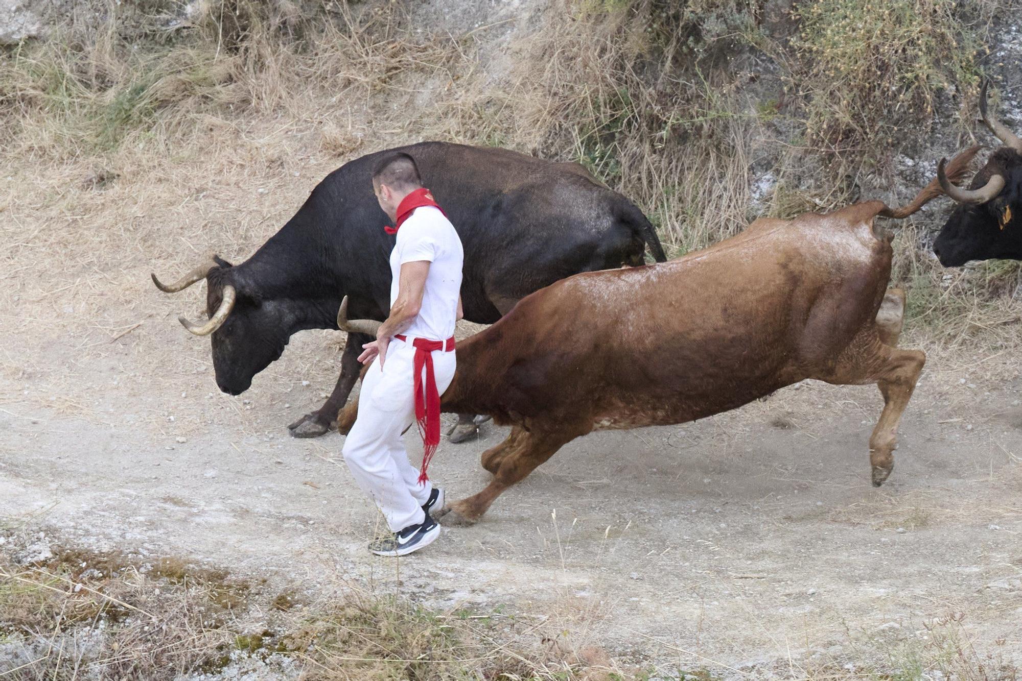 Fotos del tercer encierro del Pilón de Falces 2025
