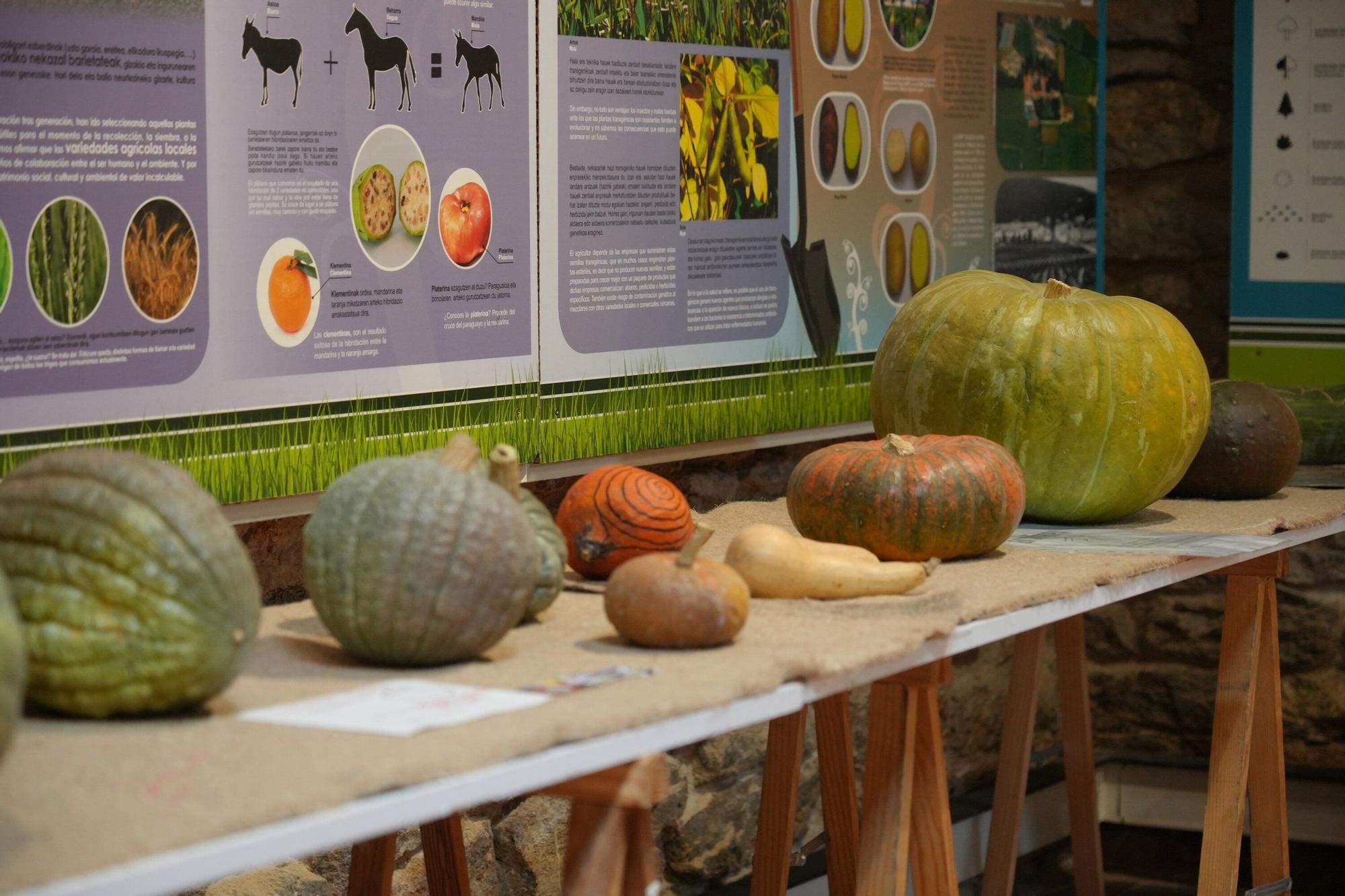 En imágenes: Exposición de calabazas en la Casa de la Dehesa