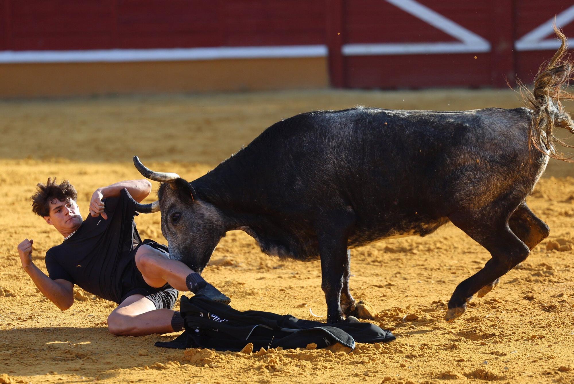 Revolcón de un mozo en las vaquillas de Tudela