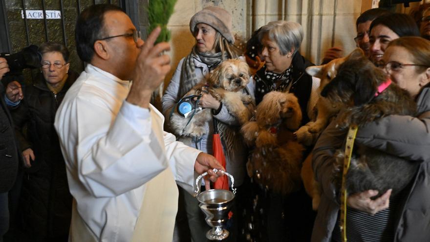 En imágenes: bendición de animales en la iglesia de San Antón