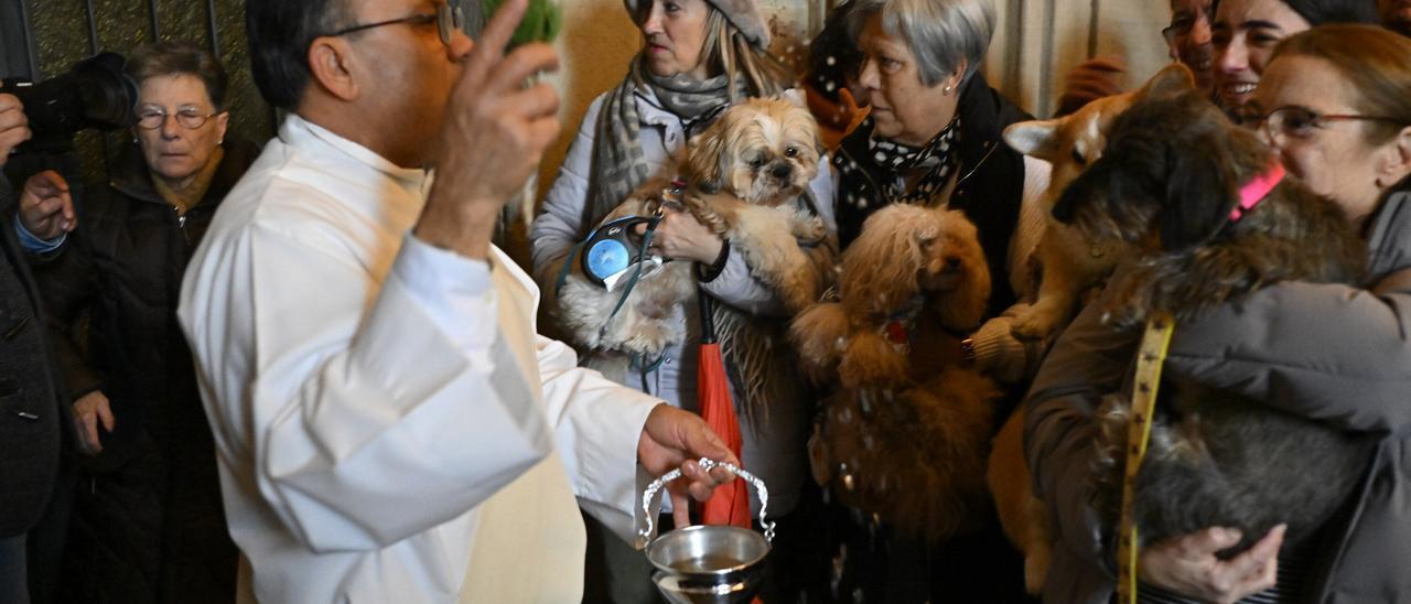 En imágenes: bendición de animales en la iglesia de San Antón