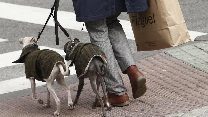 Piden un plan para identificar a quienes no recojan los excrementos de sus perros