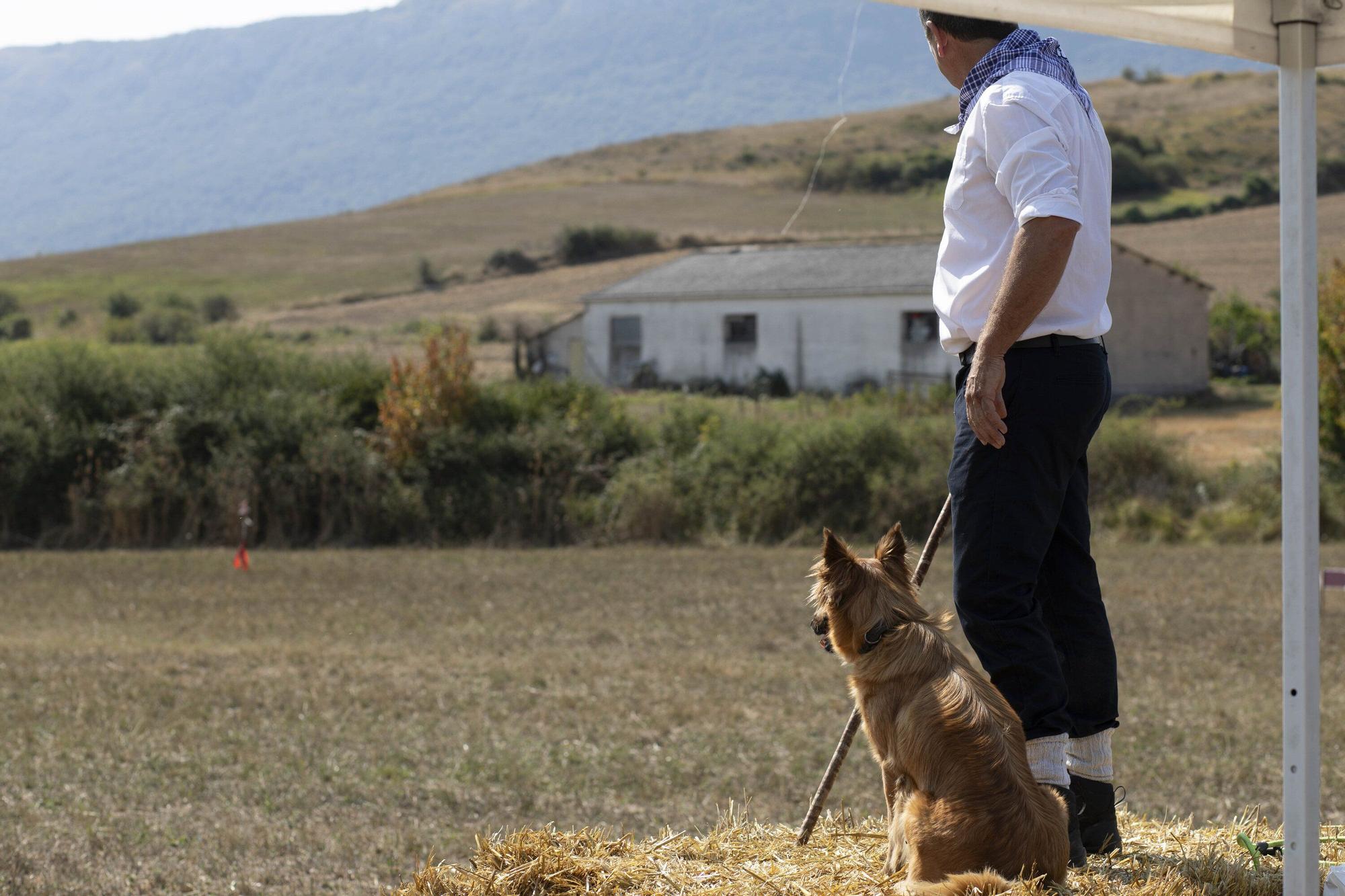 En imágenes: LXI edición del Campeonato de Araba de Perro de Pastor